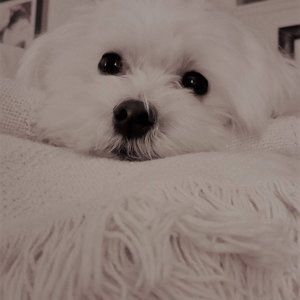 Meet your Posher, Deona